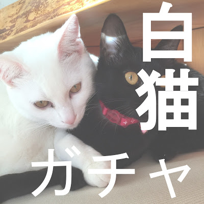 【白猫ガチャ】アイドルキャッツガチャ(前半) 黒猫ユーザーなのでリルム狙いのジュエル1000個